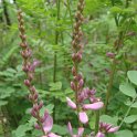 Indigofera heterantha fleur (3)